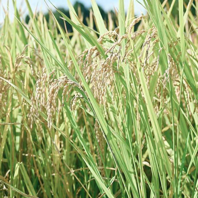 米