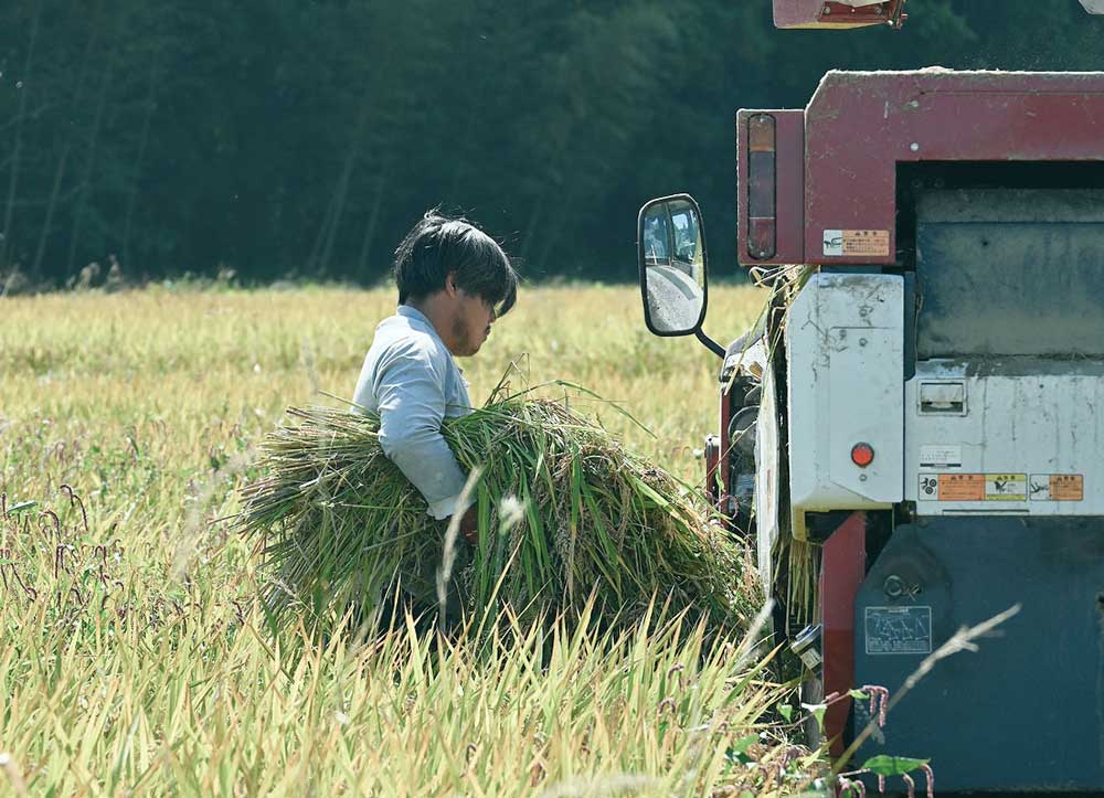 田植え